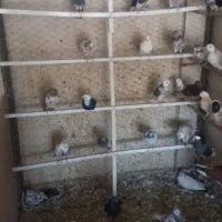 واگذاری کبوتر