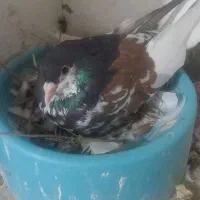 کفتر شهری خاص