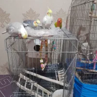 عروس هلندی