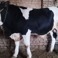 فروش گوساله نر ۱ونیم ساله وگوشتی