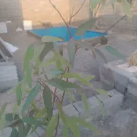 باغ نیمه کاره خوش جا