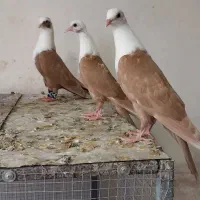 شهری کاکل و مخمل کاکل و سرور کاکل