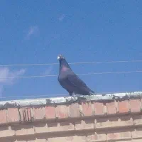 تعدادی کبوتر خوب