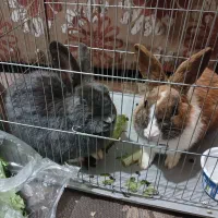 خرگوش نر و ماده