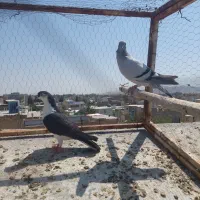 دوتا ماده فروشی