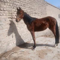 کره مادیان قدم