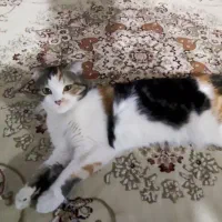 واگذاری گربه اسکاتیش بریتیش فولد