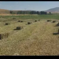 همه گیاه