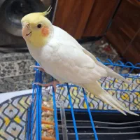 عروس هلندی نر