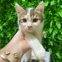 واگذاری بچه گربه