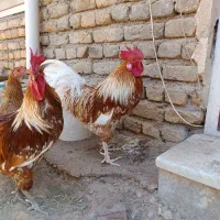 فروش دو عدد خروس محلی یک ساله
