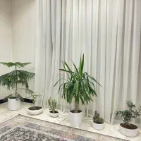 گل و گیاه آپارتمانی