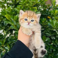 گربه تبی گلد بریتیش پسر