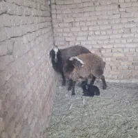 میش وبره