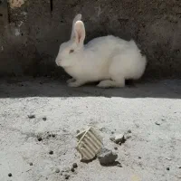 خرگوش معاوضه با کفتر