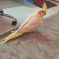 عروس هلندی سه ماهه
