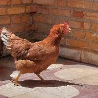 مرغ محلی تخم گذار