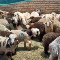 فروش گوسفند بره درجه یک رسید