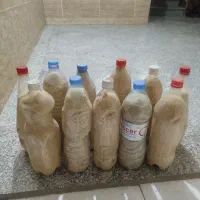 برنج فجر گرگان