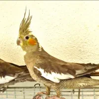 عروس هلندی