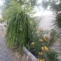 زمین گلستان سند تک برگ