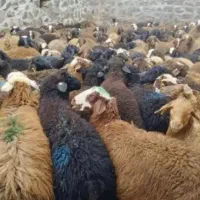 بره با پلاک دامپزشکی نازلترین قیمت کشتنی به شرط