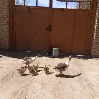 جوجه غاز فروشی