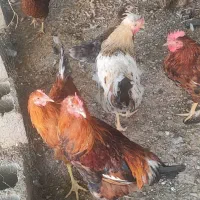 مرغ و خروس 6 ماهه