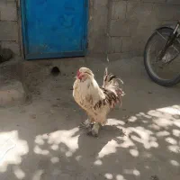 سلطان|حیوانات مزرعه|جاپلق, |دیوار