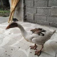 فروش تعدادی غازجوان