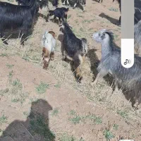 خرید وفروش دام سبک