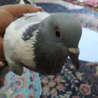 کبوتر تخم گذار