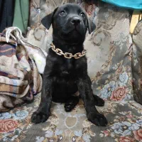 توله پیت بول و ژرمن