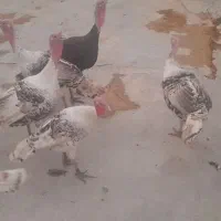 بوقلمون