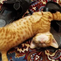 گربهDSH نر