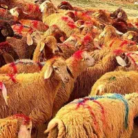 گوسفند فروشی برادران رجبی در ری جاده قوچحصار