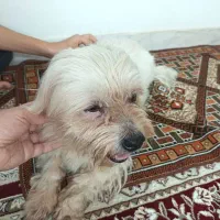 سگ پشمالو