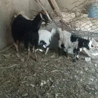 بز و بزغاله