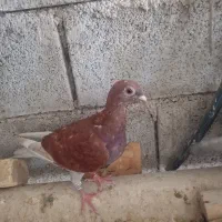 جوجه کبوتر