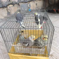 طوطی