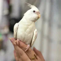 هر ۳تا رام رام چلندونی سفیده چند کلمه حرفم میزنه