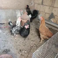 مرغ تخمگذار