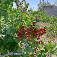 شاخه پسته