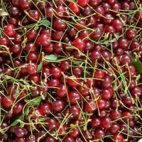 البالو منطقه کوهستانی چلگان