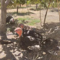 بوقلمون ۴ ماهه