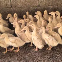 فروش اردک ۲.۵-۳ ماهه به قیمت