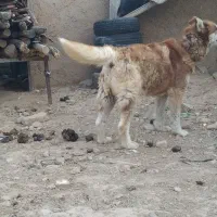 هاسکی گلد