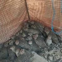 بلدرچین کوهی