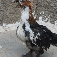 نیمچه لهستانی کاکلی پاپر واکسن شده و  انواع جوجه