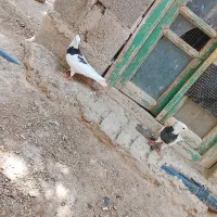 کفتر طوقی